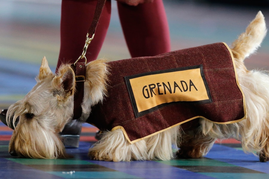 A Scottish Terrier wearing a vest with the team name of Grenada is led around the arena ahead of the team during the opening ceremony 
