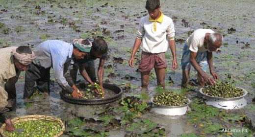 পুজোর মুখে লাভ পেতে &#039;জমা জলে&#039; পানিফল চাষ করুন