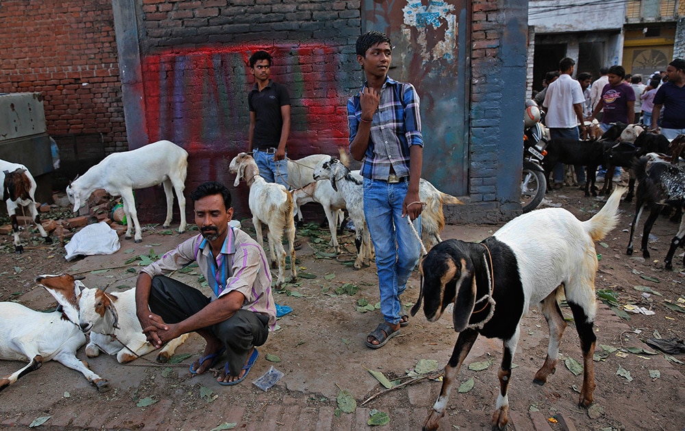 Vendors await customers at a live-stock ahead of Eid-al-Adha festival in Allahabad.