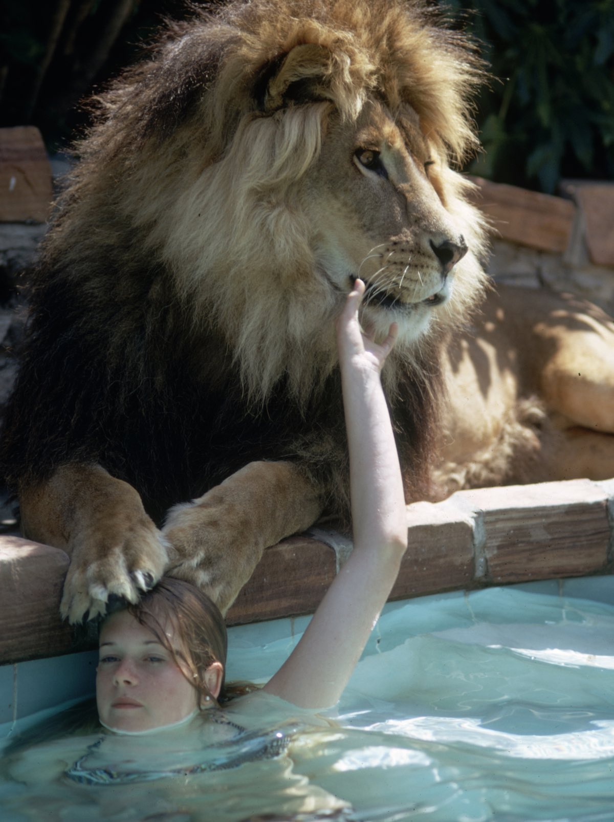 Melanie Griffith in a swimming pool with pet lion Neil. IMAGE: MICHAEL ROUGIER / TIME & LIFE PICTURES