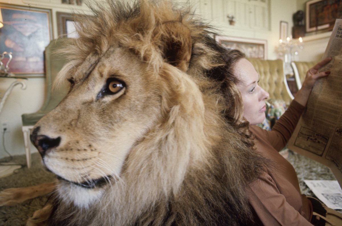 Neil the lion with Tippi Hedren as she reads a newspaper in her home in Sherman Oaks, Calif. Image: Michael Rougier / Time & Life Pictures