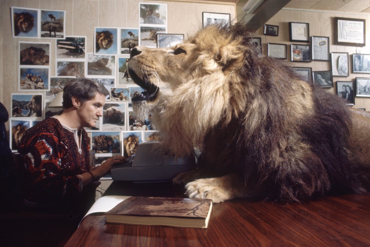 Noel Marshall tries to work in his study with a lion in his face. Image: Michael Rougier / Time & Life Pictures