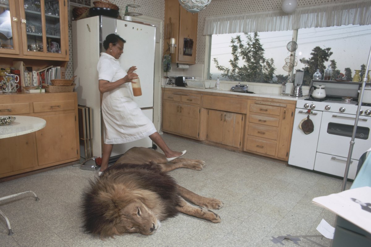 A housekeeper steps over pet lion Neil in the home of Tippi Hedren and Noel Marshall. Image: Michael Rougier / Time & Life Pictures