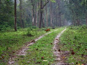 বড়সড় প্রশ্নের মুখে ডুয়ার্সে মেগা টুরিজম প্রকল্প