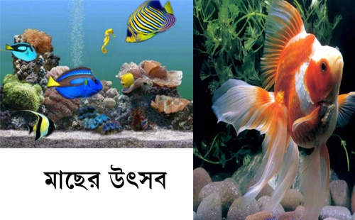 ত্রিকোণ পার্কে রঙিন মাছের মেলা 