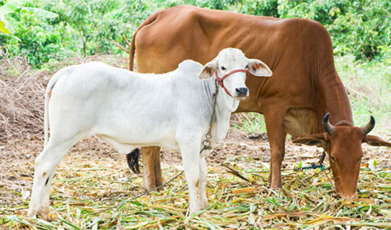  ক্যান্সার সারাতে গোমূত্র পানের পরামর্শ দিলেন বিজেপি সাংসদ 