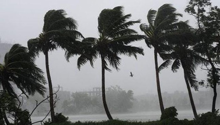 কালবৈশাখীই কাল হল গম ও ভুট্টা চাষে, শিল পড়ে নষ্ট   কোটি টাকার ফসল 