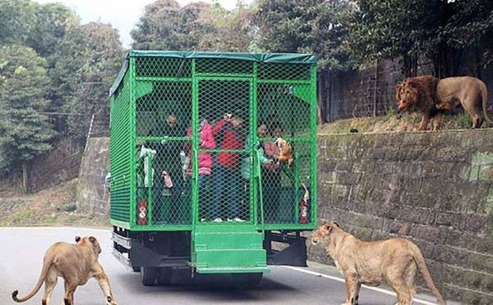 মানুষ বন্দি খাঁচায়, দেখতে আসে বাঘ-সিংহরা