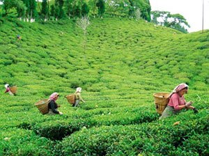 চা বাগান নয়, যেন মৃত্যুপুরী, মৃত আরও দুই