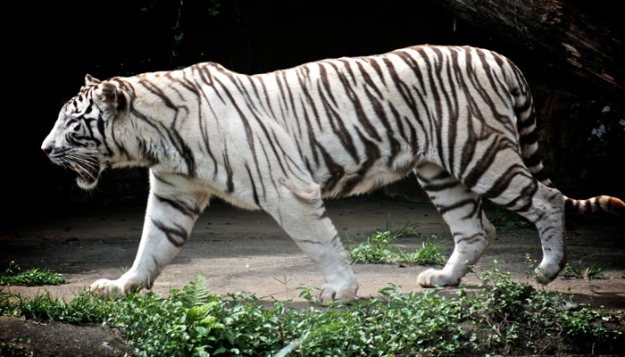 নন্দন কানন থেকে পাত্র এল আলিপুর চিড়িয়াখানায় !!!