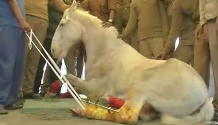 বিধায়কের বেধরক মারে জখম ঘোড়া শক্তিমানের একটা পা বাদ গেল