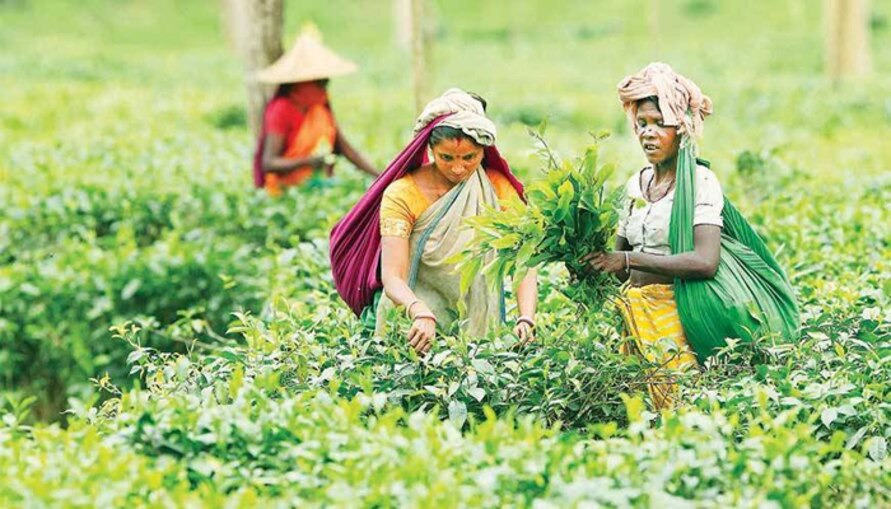 উত্তরবঙ্গে বন্ধ ৬ টি চাবাগান নিলামের ভাবনা রাজ্যের | রাজ্য News in Bengali