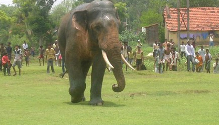 ফের হাতির তাণ্ডব বাঁকুড়ায়