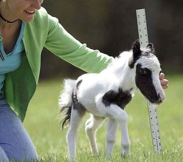 Foal