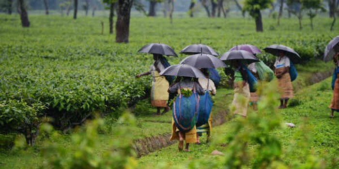 বৃষ্টিতে ভয়াবহ ডুয়ার্স