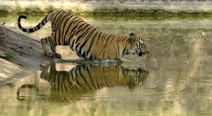 বাঘকে বাগে আনতে বেগ পাচ্ছে কুলতলি