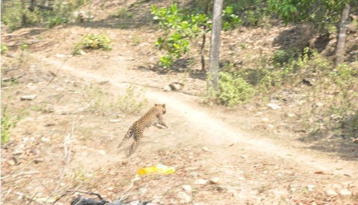 প্রায় ৩ ঘণ্টার চেষ্টায় রায়গঞ্জে আটক করা হল চিতাবাঘ