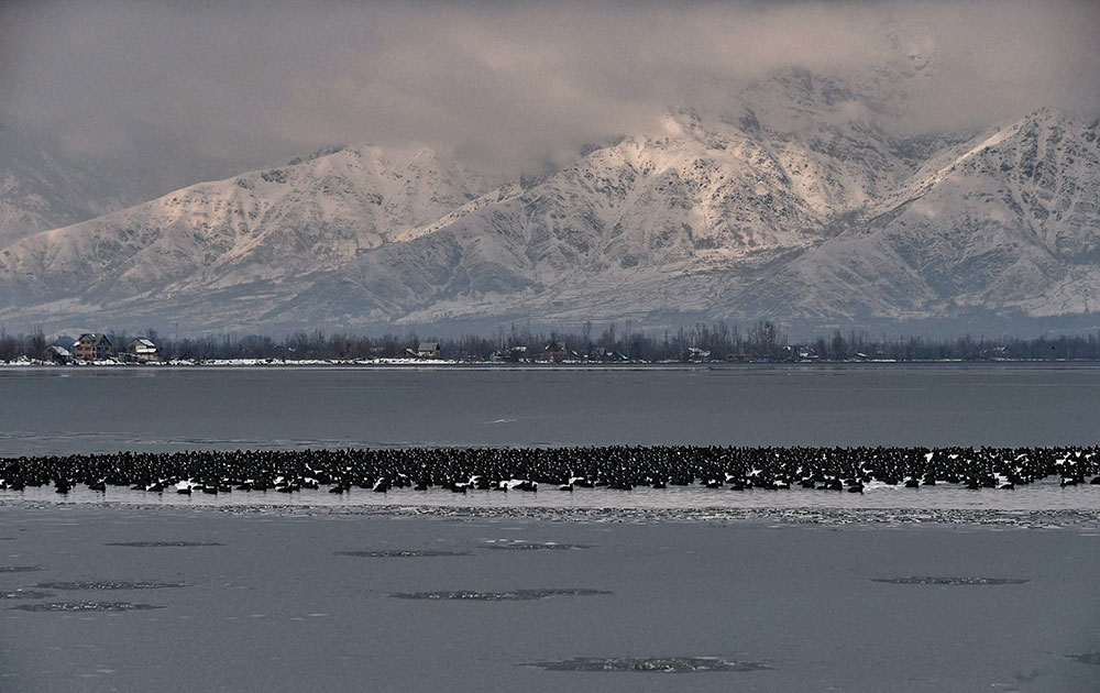 Migratory Birds at Dal Lake
