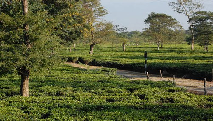 আলিপুরদুয়ারে বন্ধ হয়ে গেল কালচিনি চা-বাগান