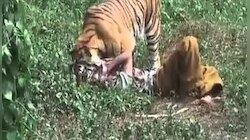  বাঘের সঙ্গে লড়ে সঙ্গীকে ফিরিয়ে আনলেন বাকি দু'জন 