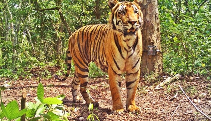 বাঘপ্রেমীদের জন্য এটা নিঃসন্দেহে একটা দারুণ খবর