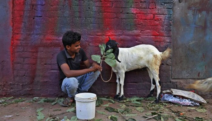 ইন্দ্রদেবের রুদ্ররোষে ছাগলের &#039;মানহানি&#039;