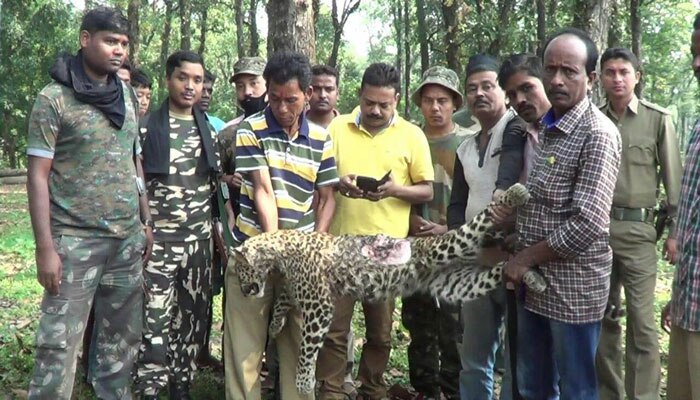 সঙ্গিনী দখলের লড়াইয়ে মৃত পুরুষ চিতাবাঘ