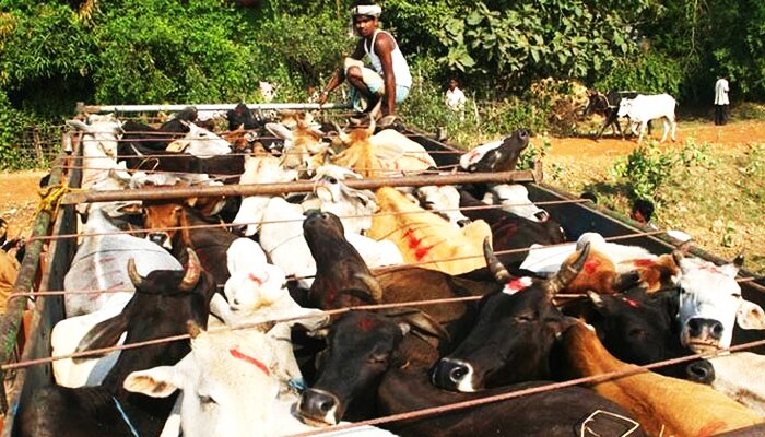 গরুবোঝাই ট্রাককে থামাতে পুলিসের গুলি, রাজস্থানে নিহত ১ ‌যুবক