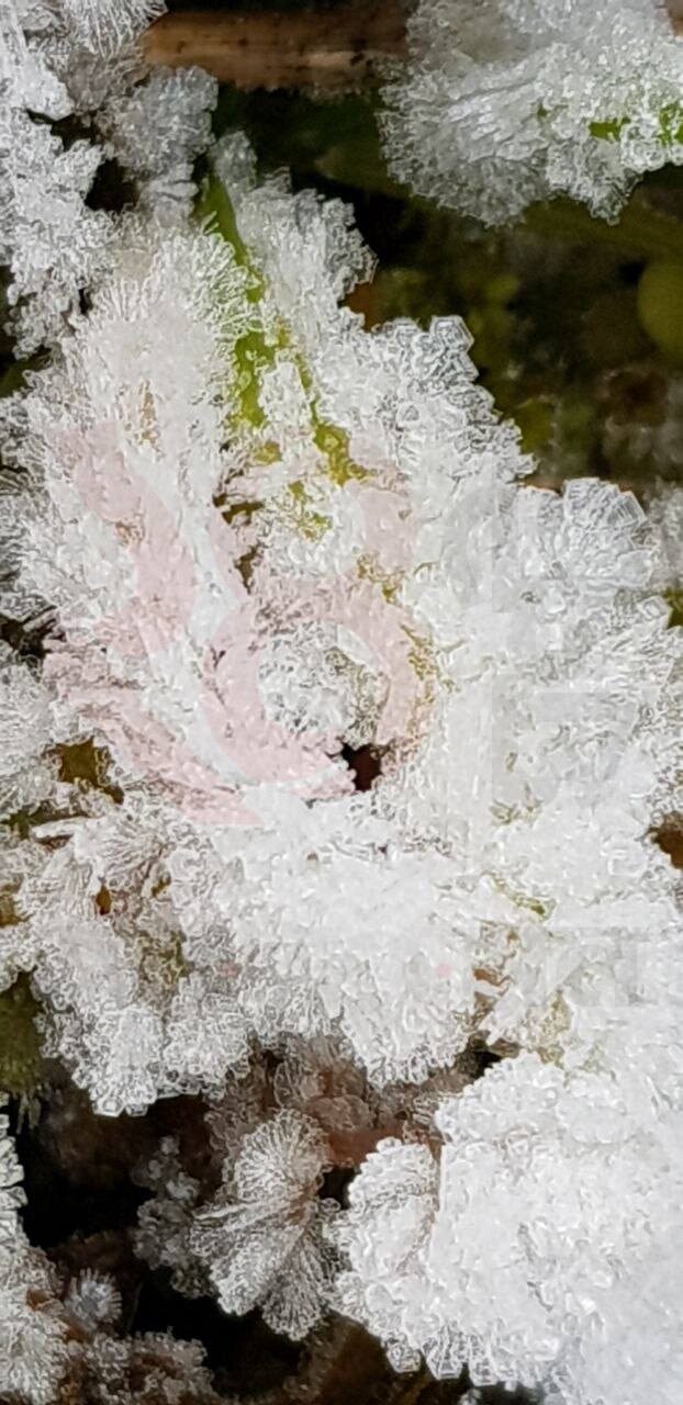 Snowfall at Darjeeling