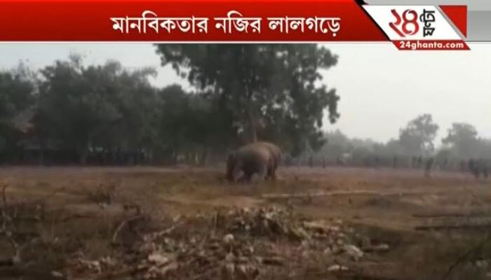 তারস্বরে চেঁচিয়ে গ্রামবাসীকে অঘটনের বার্তা দিল দুই দাঁতাল