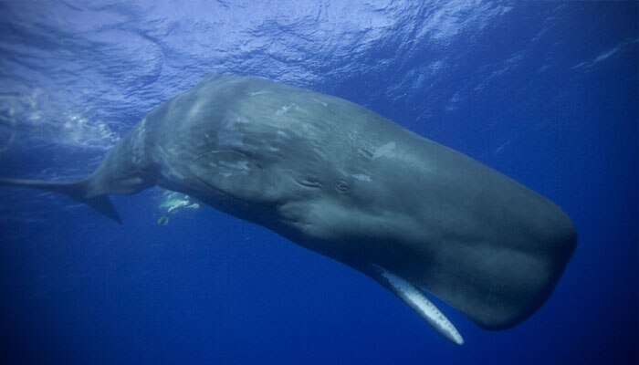 Whale_6