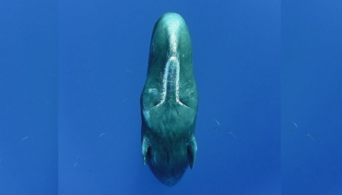 Whale_4