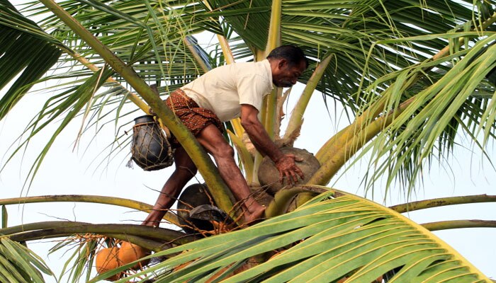 তালের রস পেড়ে মাসে রোজগার ১.২৫ লক্ষ টাকা!