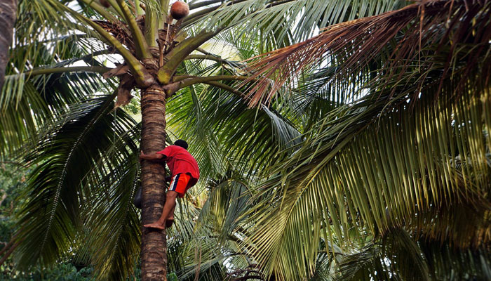 তালের রস পেড়ে মাসে রোজগার ১.২৫ লক্ষ টাকা!