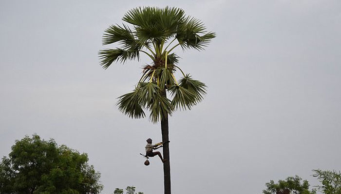 তালের রস পেড়ে মাসে রোজগার ১.২৫ লক্ষ টাকা!