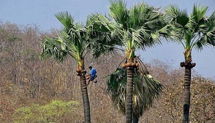 তালের রস পেড়ে মাসে রোজগার ১.২৫ লক্ষ টাকা!