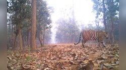 শনিবার সাত সকালে লালগড়ে ফের দেখা মিলল দক্ষিণরায়ের!