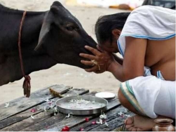 শনিবার কালো গরুর পুজো করুন। তাঁকে চাল ও লাড্ডু খাওয়ান। মাথায় দিন কুমকুমের তিলক। পুজোর পরে ওই গরুটির চারপাশে প্রদক্ষিণ করুন। এই উপায়ে কেরিয়ারে সাফল্য পাবেন। 