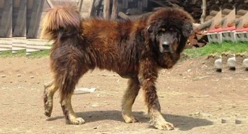 Kashmiri Sheep Dog