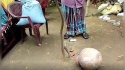 সাপের সঙ্গে ঘর! মাটি খুঁড়তেই বেরল ৩০-৩৫টি...