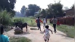 বাঘ-আতঙ্কে থরহরি কম্প বীরভূমের সিউড়ি! 