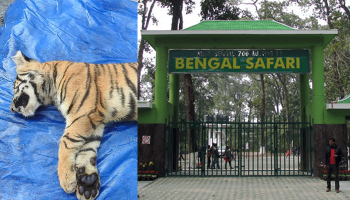 ইকা-র মৃত্যুতে বিস্তারিত তদন্তের নির্দেশ, সরতে চলেছে বাঘের প্রজননক্ষেত্র ইকা-র মৃত্যুতে বিস্তারিত তদন্তের নির্দেশ, সরতে চলেছে বাঘের প্রজননক্ষেত্র