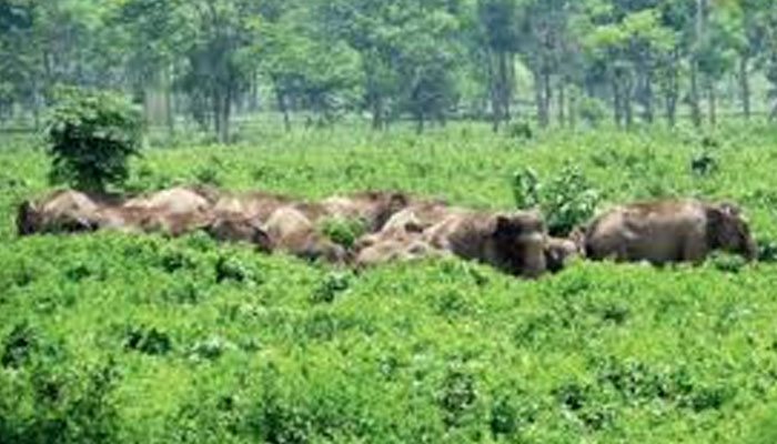 খাবারের খোঁজে চা বাগানে ঢুকল হাতির পাল, ক্ষতি কয়েক লক্ষ টাকার খাবারের খোঁজে চা বাগানে ঢুকল হাতির পাল, ক্ষতি কয়েক লক্ষ টাকার