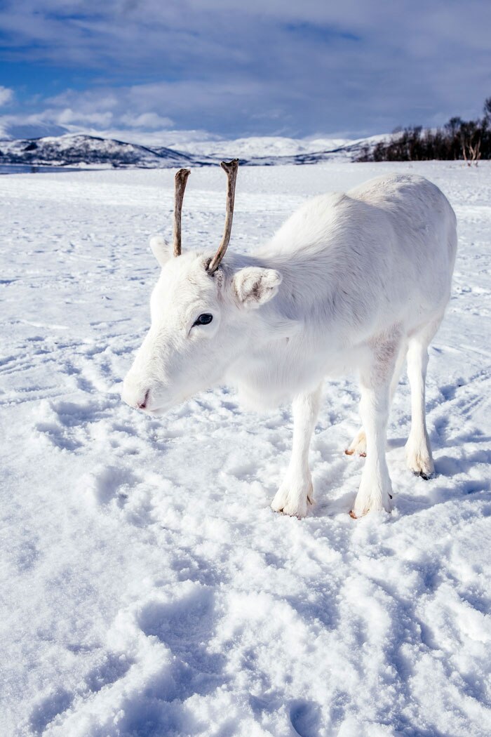 Reindeer_2