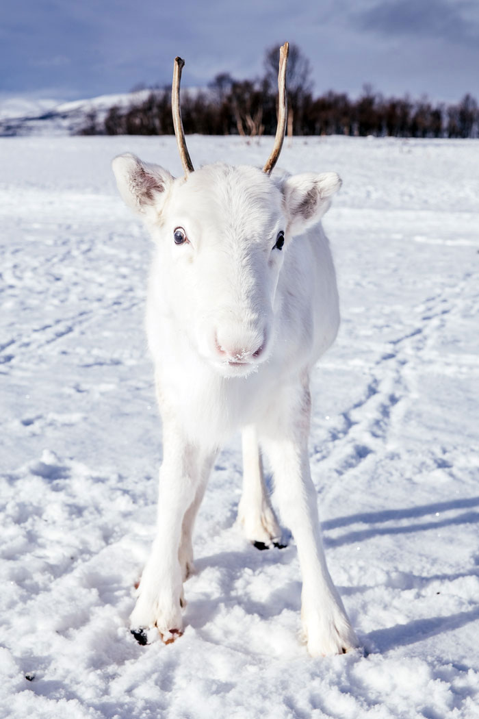 Reindeer_1