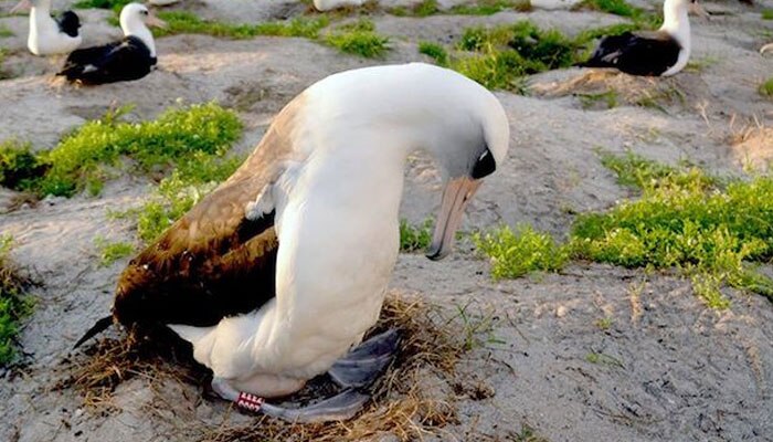 ফের মা হল বিশ্বের বয়স্কতম বন্য পাখি