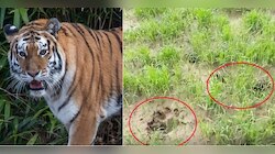 রাতে গর্জন, সকালে বড় বড় পায়ের ছাপ! বাঘ আতঙ্কে থরহরিকম্প চন্দ্রকোণা
