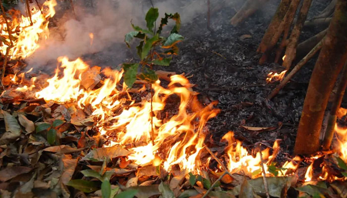 দাউ দাউ করে জ্বলছে &#039;পৃথিবীর ফুসফুস&#039;, ভয়াবহ ক্ষতির আশঙ্কায় বিজ্ঞানীরা