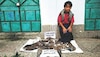 Wildlife Killing