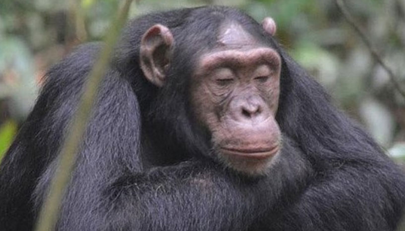 Oldest Chimpanzee Rita